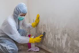 Why You Should Choose Our Mold Remediation Services in Benavides, TX